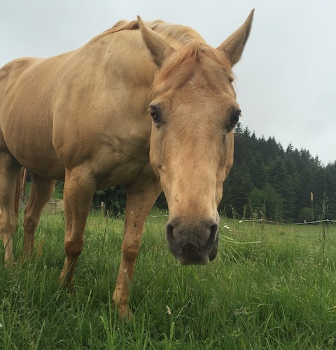 White horse sniffing camera